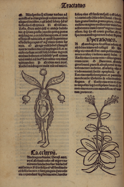 La Mandragore, étude du texte d'Hildegarde de Bingen Odysseum